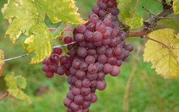 Usefulness of Grapes